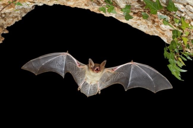 Signification Reelle Des Reves De Chauves Souris