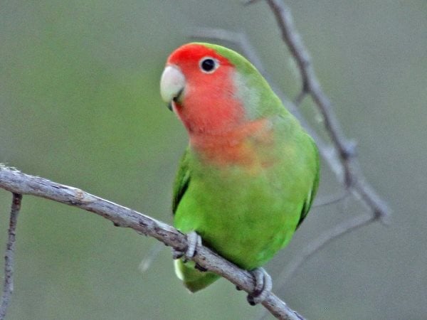 Che cosa mangiano gli uccelli inseparabili? Alimentazione e curiosità