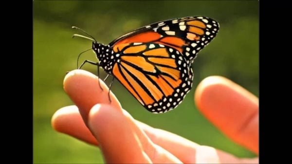 Che cosa mangiano le farfalle? Alimentazione e curiosità