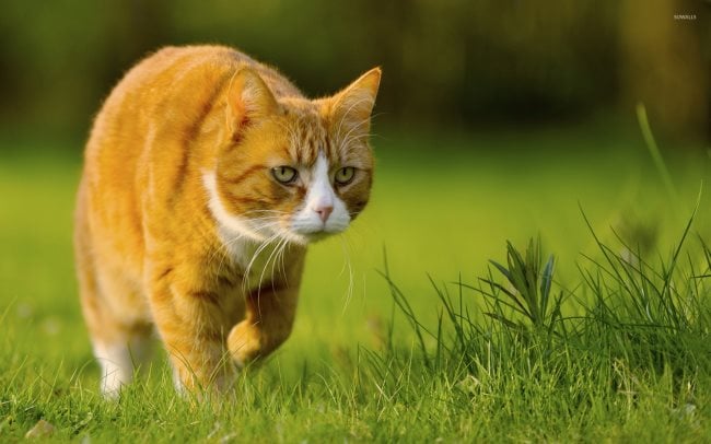 Simbologia del gatto: Significato simbolico, spirituale