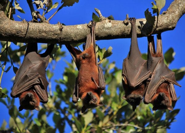 Simbologia del pipistrello: Significato simbolico, spirituale