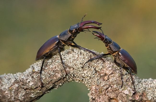 Simbologia dello scarabeo: Significato simbolico, spirituale