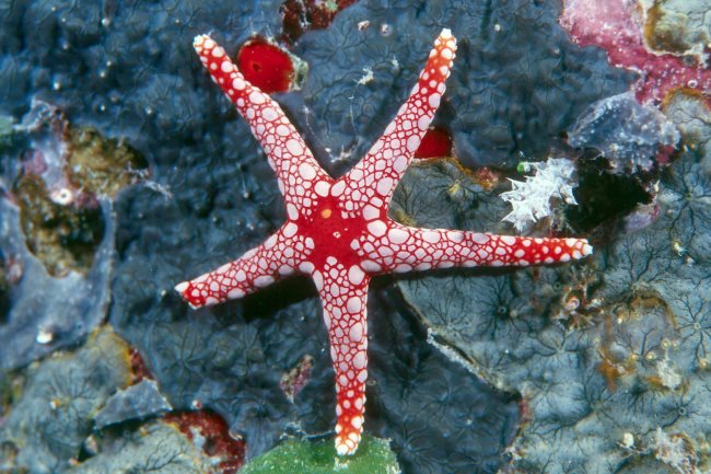 Simbologia della stella marina