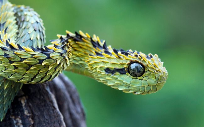 Simbologia del serpente
