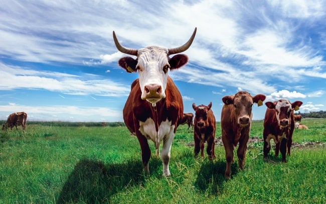Cosa significa sognare le mucche?
