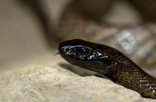 Cosa significa sognare un serpente nero?