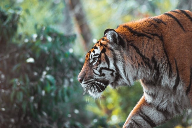 Cosa significa sognare una tigre? – Le uniche interpretazioni possibili