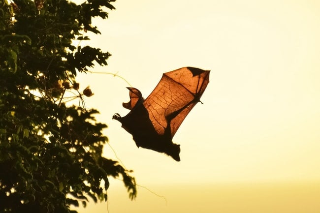 Cosa significa sognare i pipistrelli? – Le uniche interpretazioni possibili