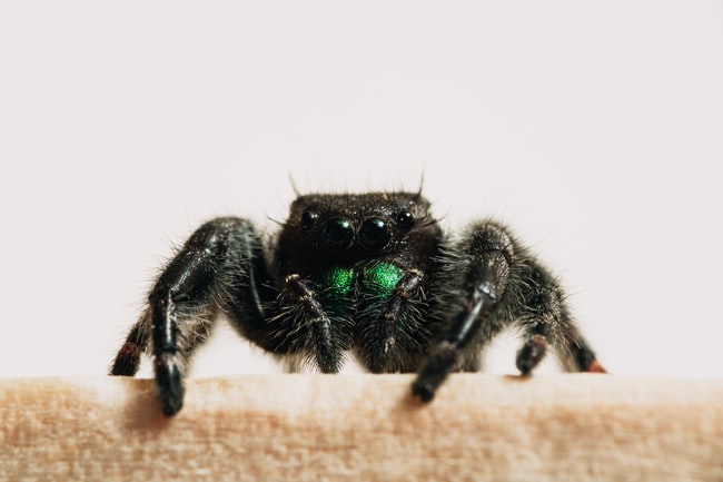 Cosa significa sognare la puntura di un ragno? – Le uniche interpretazioni possibili