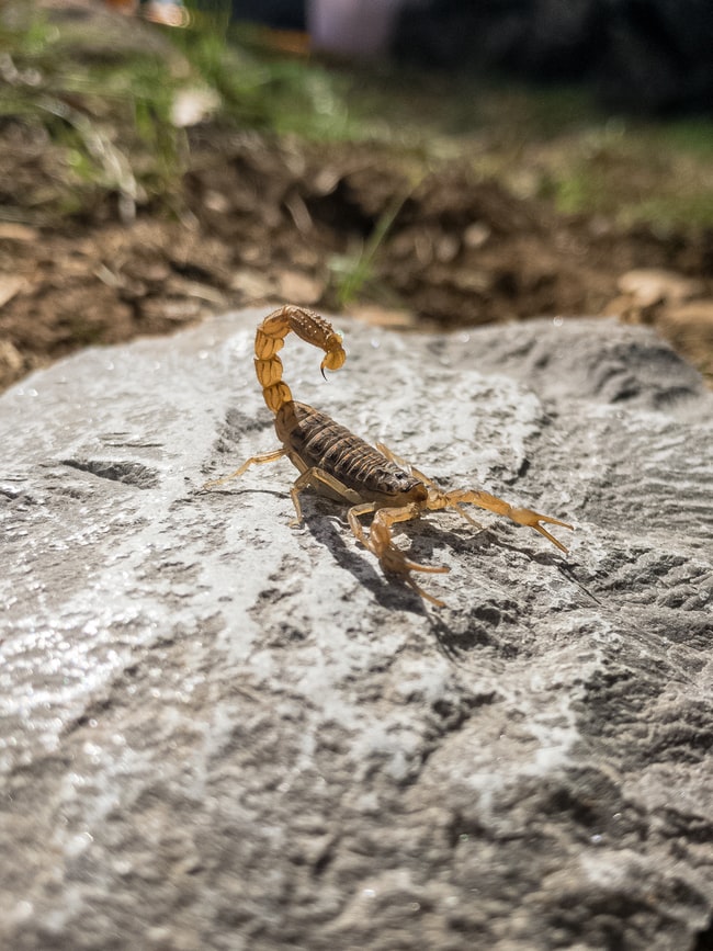 Sognare gli scorpioni: il vero significato del sogno