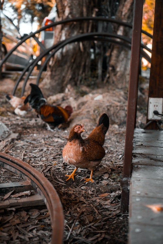 Cosa significa sognare delle zampe di pollo o di gallina?