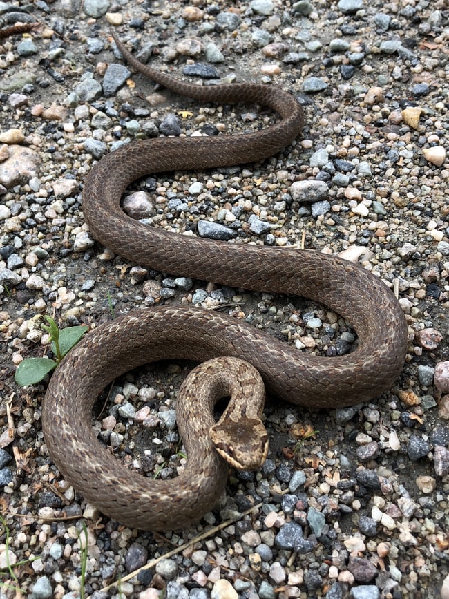 Cosa significa sognare un serpente marrone? – Interpretazioni adatte alla vostra vita