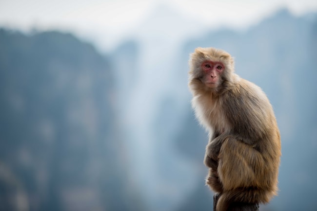 Cosa significa sognare le scimmie? – Interpretazioni adatte alla vostra vita