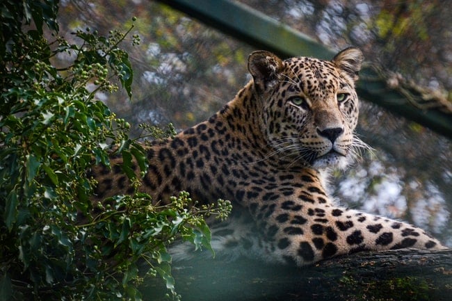 Cosa significa sognare un giaguaro? – Le uniche interpretazioni possibili