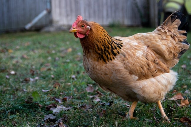 Cosa significa sognare le galline? – Interpretazioni adatte alla vostra vita