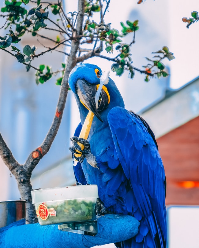 Cosa significa sognare i pappagalli? – L'unico significato possibile