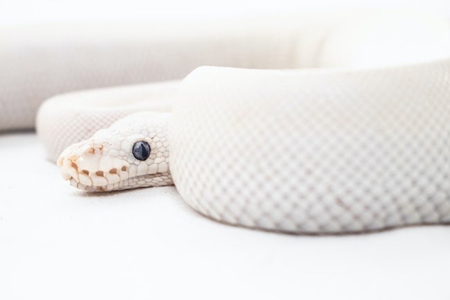 Cosa significa sognare un serpente bianco?