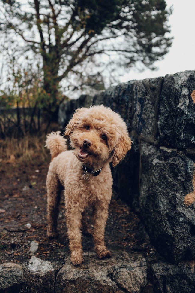 Cosa significa sognare dell'urina di cane? – Gli unici significati possibili