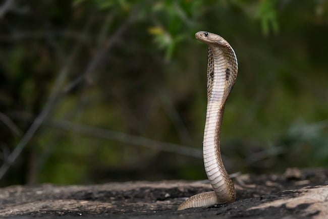 Cosa significa sognare un serpente grigio?