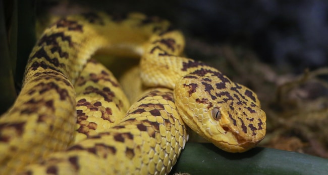 Cosa significa sognare un serpente giallo e nero?