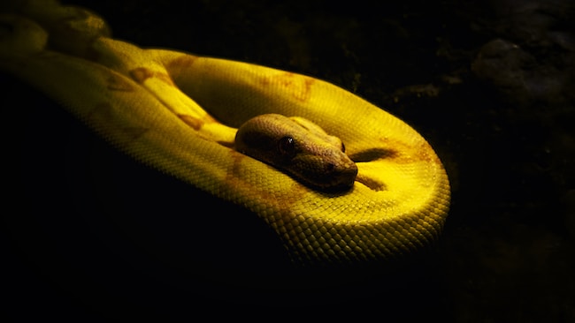 Che cosa significa sognare un serpente giallo? – Le uniche interpretazioni possibili