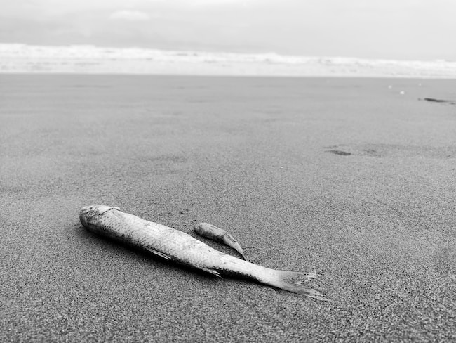Cosa significa sognare dei pesci morti? – Interpretazioni adatte alla vostra vita