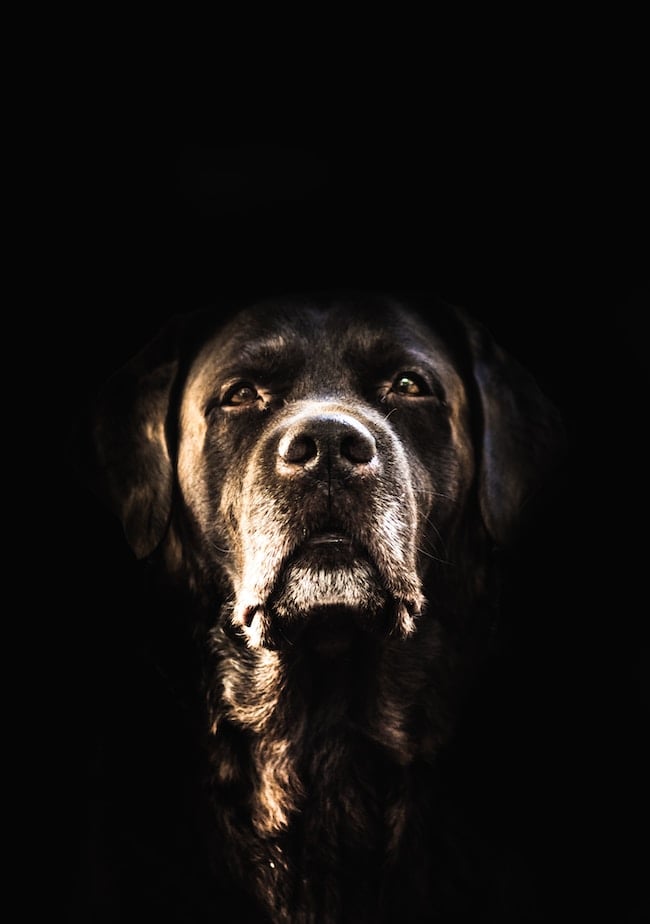 Cosa significa sognare un cane nero? – Le uniche interpretazioni possibili