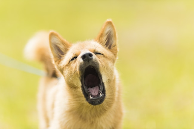 Cosa significa sognare un cane aggressivo, furioso o rabbioso? – L'unico significato possibile