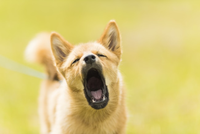 Cosa significa sognare un cane aggressivo, furioso o rabbioso?