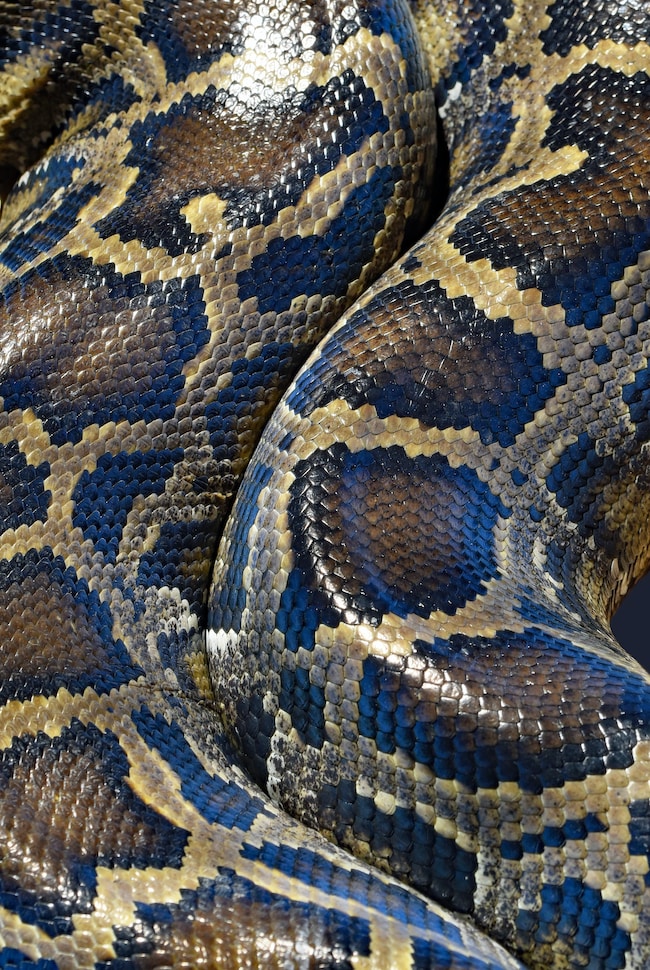 Cosa significa sognare dei serpenti giganti o molto grandi? – L'unico significato possibile