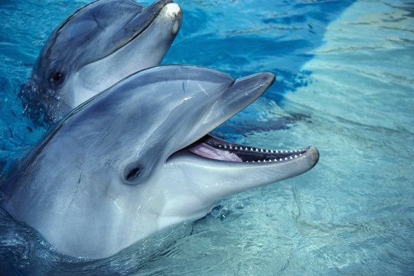 Simbologia del delfino