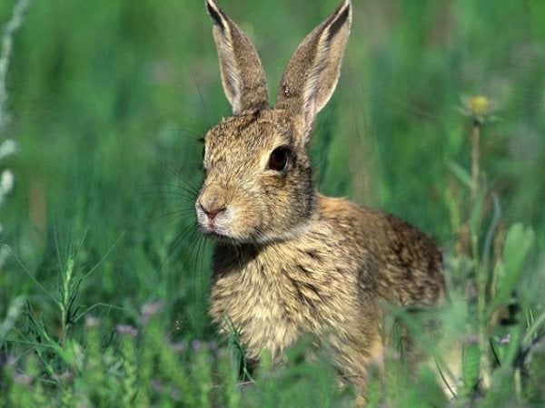 Simbologia del coniglio