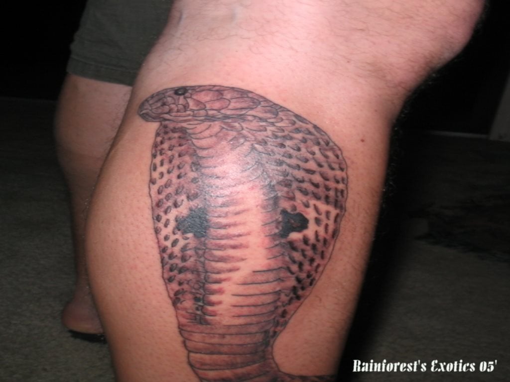 tatuaggio animale 173