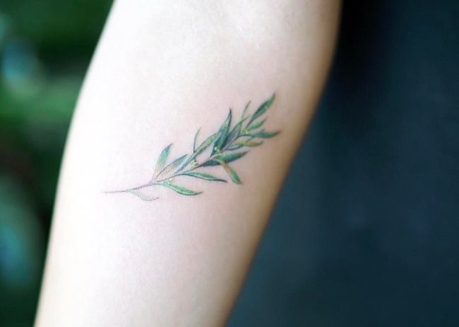 tatuaje ramo olivo 90