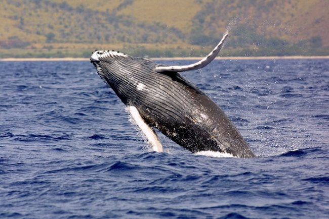 Simbologia della balena: Significato spirituale, simbolico