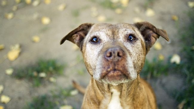 Simbologia del cane: Significato simbolico, spirituale