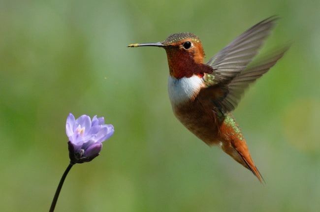 Simbologia del colibrì