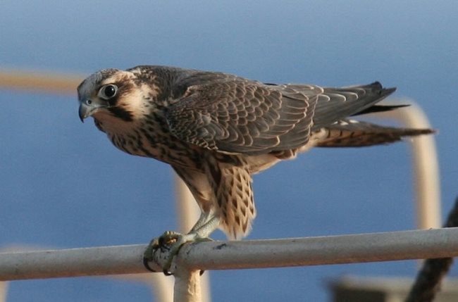 Simbologia del falco
