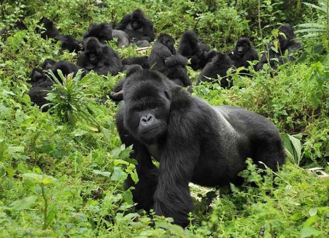 Simbologia del gorilla: Significato spirituale, simbolico, esoterico