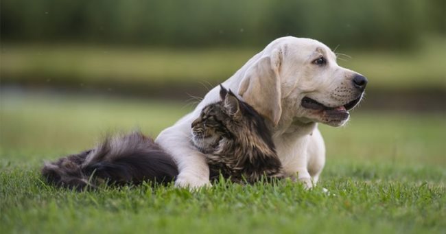 8 Dieren die symbool staan voor vriendschap en loyaliteit