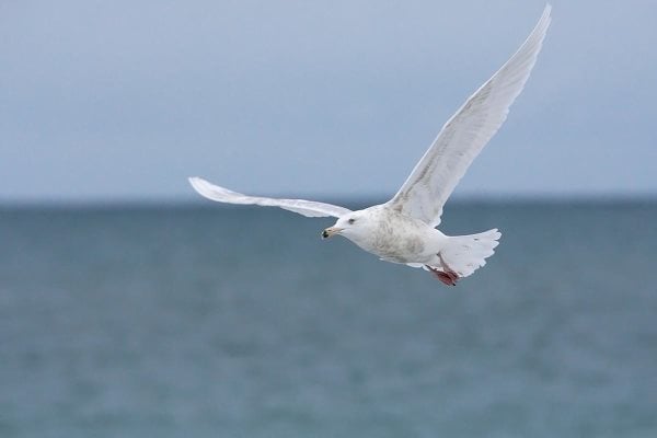 O que comem as gaivotas? - Alimentação