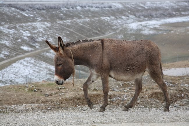 Simbologia do burro