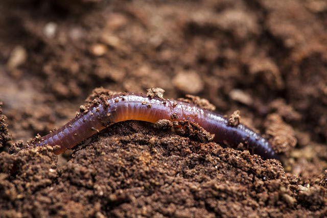 O que comem as minhocas? - Alimentação e características